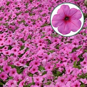 Bild von Petunia P12 Pink Passion